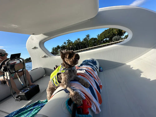 GoSun Elcat Splash Solar-Electric Inflatable Boat